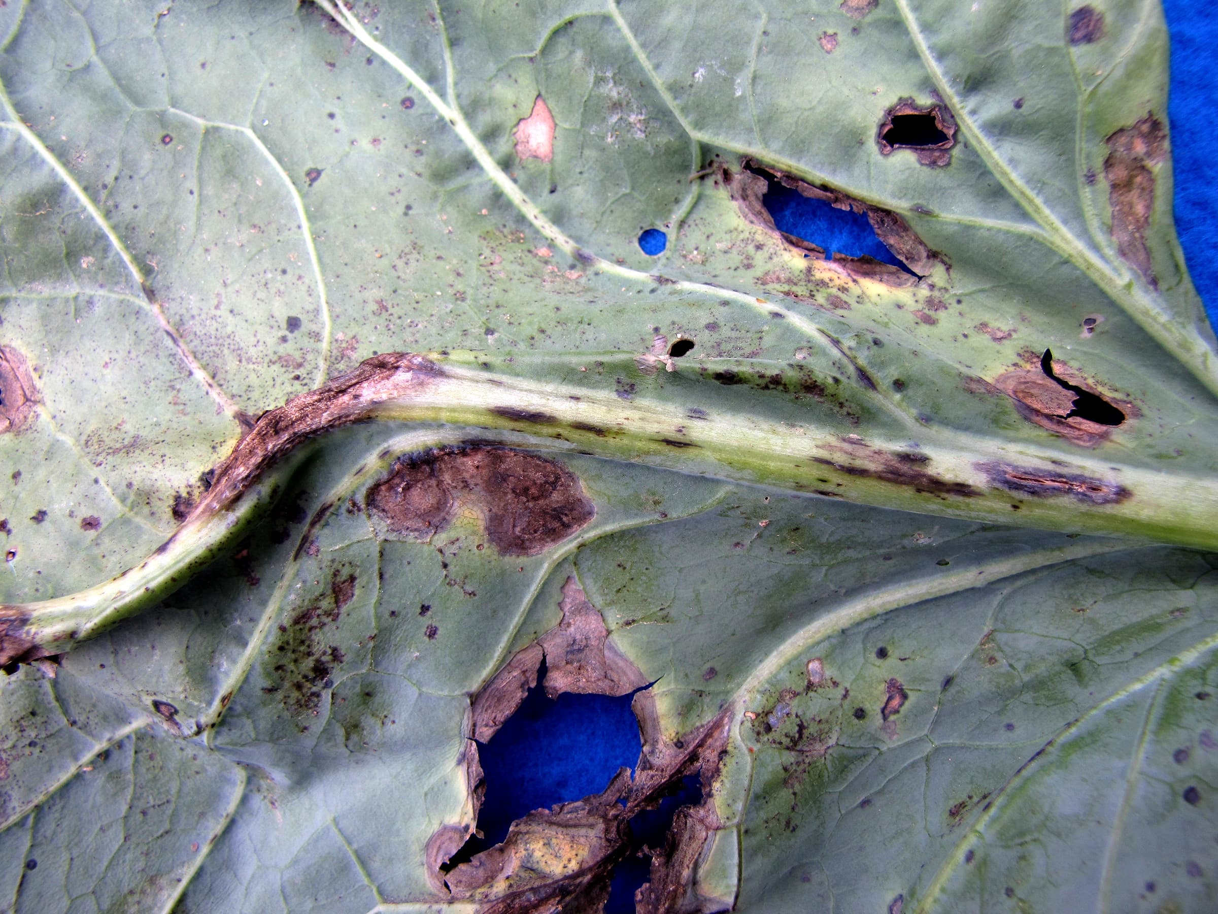 Alternaria on brussel sprout leaf