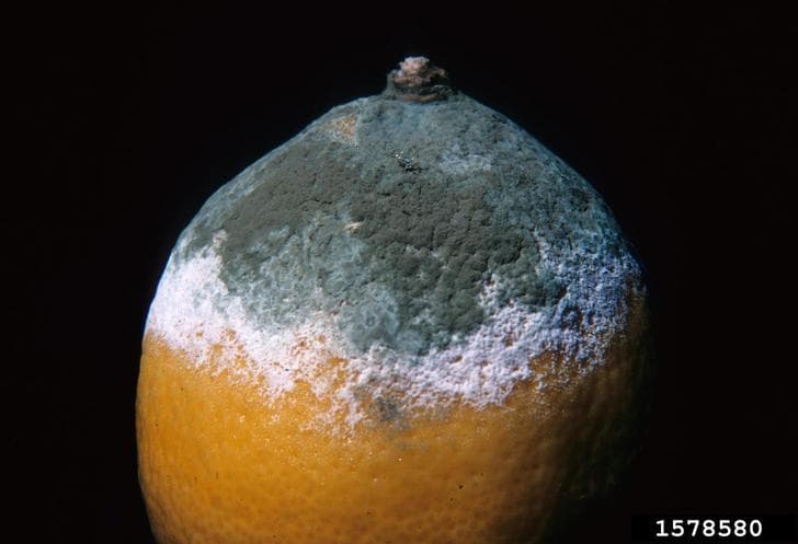 Facts About Mold - Penicillium mold growing on fruit