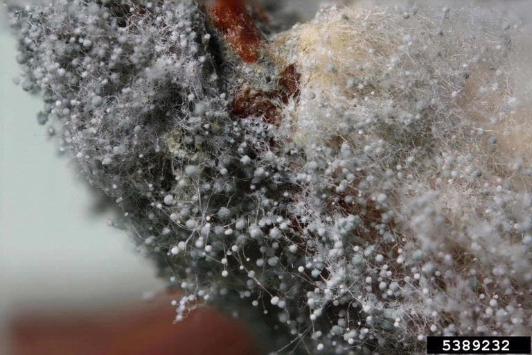 Aspergillus mold growth