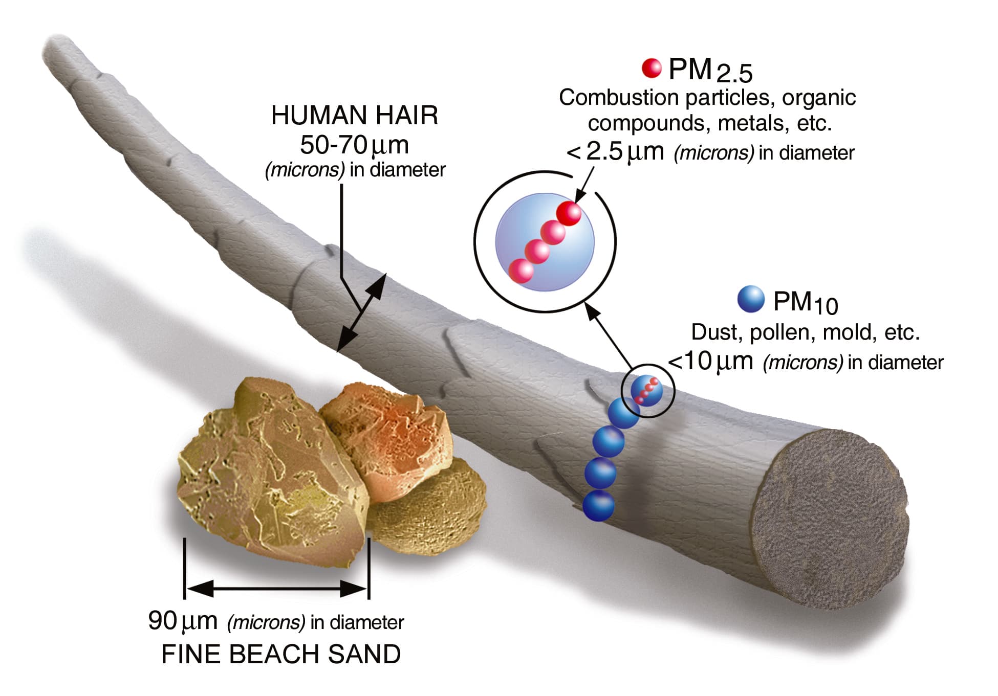 Particulate matter size comparison showing fine beach sand, human hair, PM10, and PM2.5 particles