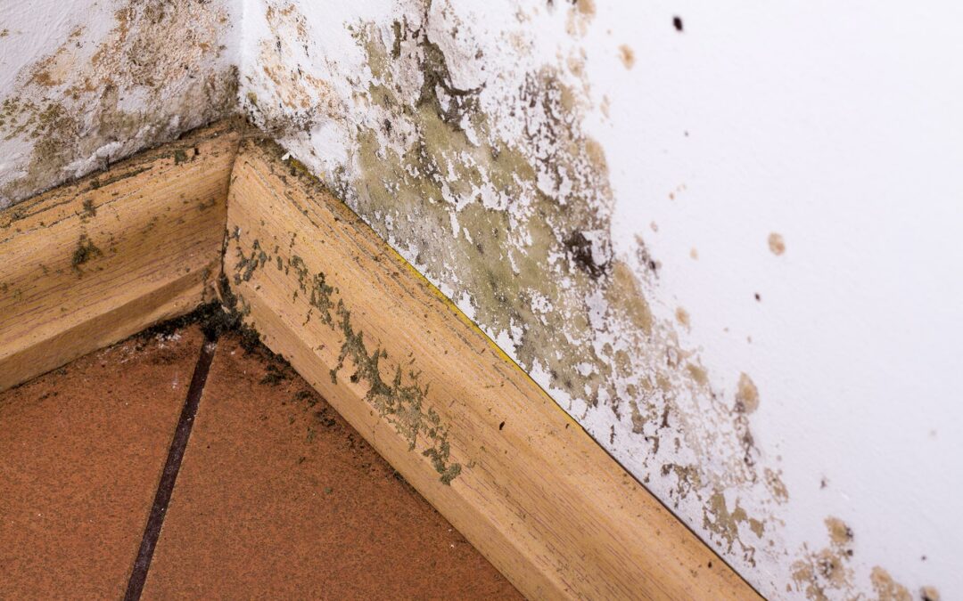 Preventing Common Mold Problems in Your Home