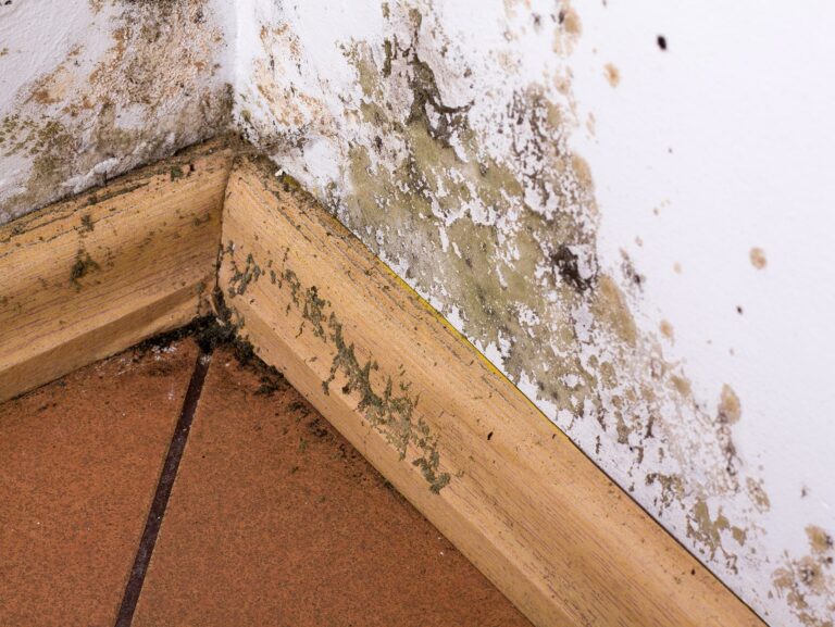 Mold growing in corner