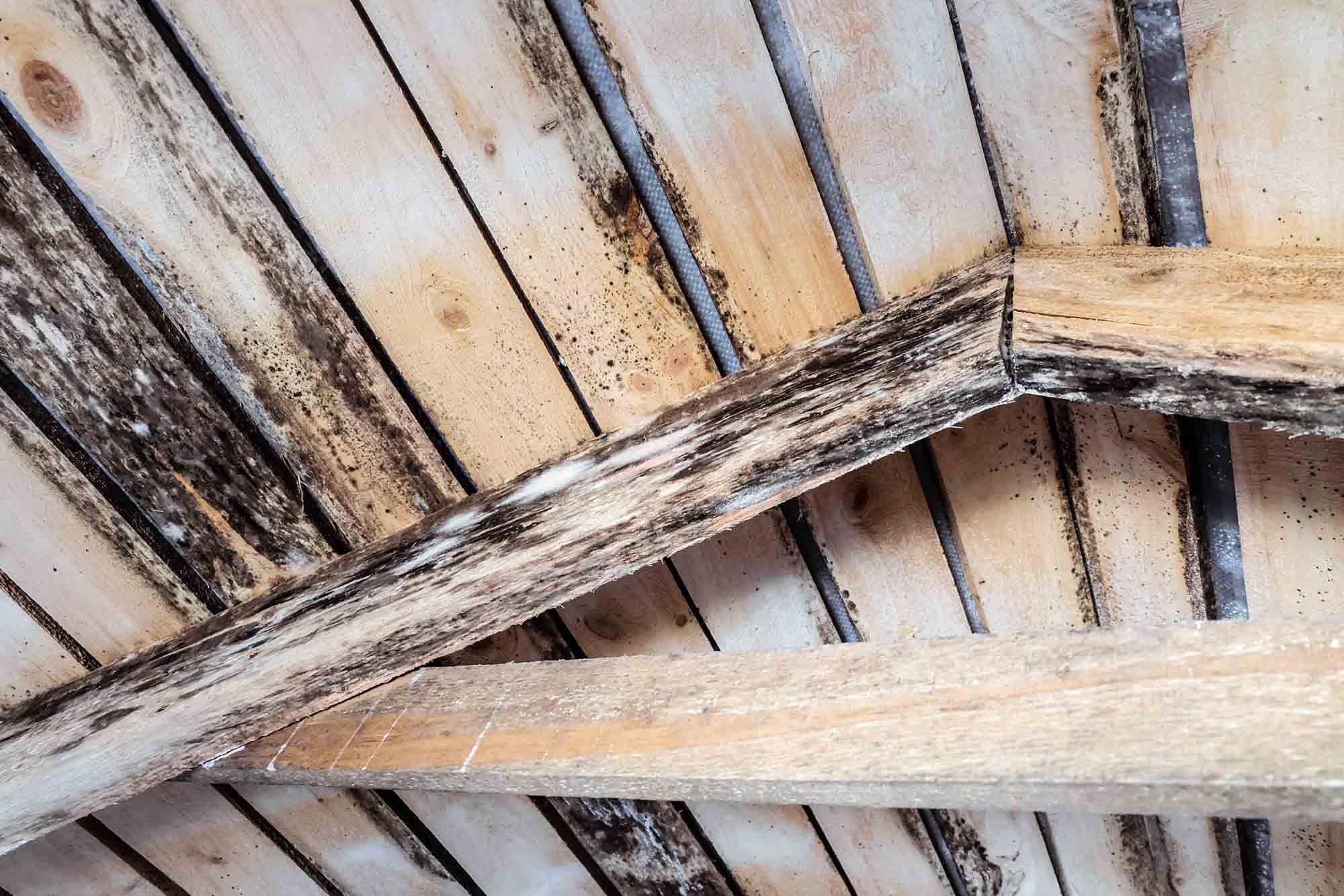 Mold in attic rafters