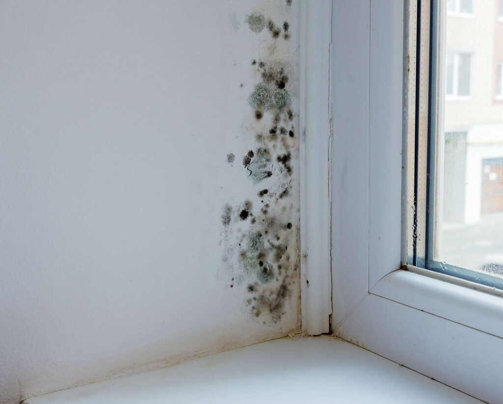 Mold growing by windows