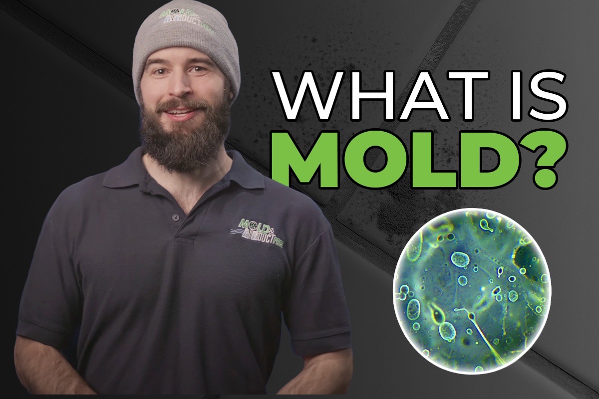 What is mold?