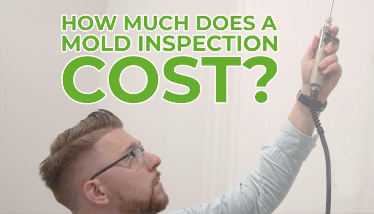 how much does a mold inspection cost