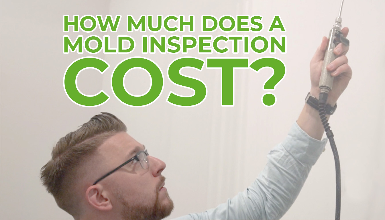how much does a mold inspection cost